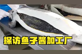 纪录片：探访鲟鱼子酱加工厂，鲟鱼一直被取卵，制作过程太残忍！