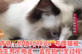 青岛：价值8000元！布偶猫被陌生男子抱走，监控拍下全过程视频封面