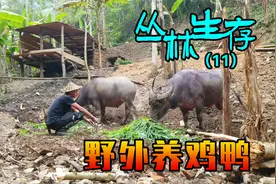 90天丛林生存挑战，在野外养鸡养鸭，建造鸡舍和鸭子游乐场