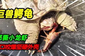 13斤巨兽大鳄龟，怒撕挑衅铁甲小龙虾，一口咬穿龙虾铠甲生吞入肚视频封面