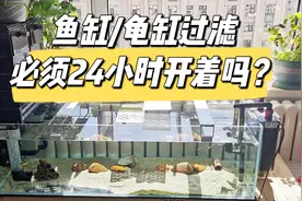 【养龟知识】鱼缸/龟缸过滤必须24小时开着吗？两分钟小知识分享视频封面
