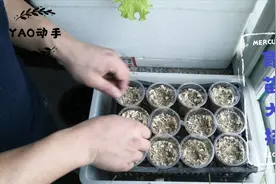 农村小伙家底招数 教你水培黄豆苗 毛豆好吃又好看 比饭店的还好视频封面