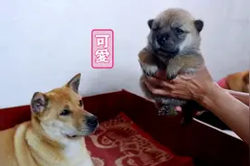 小奶狗虎头虎脑的，嘤嘤叫还发脾气，吓我一跳视频封面
