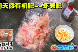 DIY天然有机肥——虾壳肥，3种做法对比，分享一个不臭的好方法