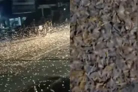 网友实拍河南一桥上现大量飞虫：夜间出没连绵数百米 专家解答视频封面