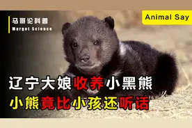 辽宁大娘收养被遗弃小黑熊，小熊竟比小孩还听话视频封面