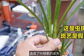 兰花叶片上长满了蚧壳虫，用噻嗪酮治疗一次后，绿叶片变成了斑草视频封面