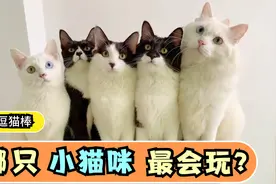 猫爸爸和猫儿子们排排站玩逗猫棒，猫爸爸玩不到气得直接跑掉了视频封面
