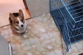 在家睡了一整天的柯基，明明不困但还是必须躺垫子，强迫逼出睡意视频封面