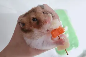 主人给仓鼠做鳕鱼零食，仓鼠吃的好香呀，主人也想来一块视频封面