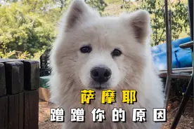 原来萨摩耶蹭人，是有事情告诉你！视频封面
