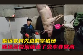 偏远农村先进的宰猪场，猪还没反应就走了，效率太高了视频封面