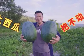 奶奶在地里种的大西瓜，两个抱不动，你一个能吃得完吗？视频封面