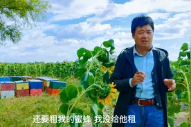 农场想租蜜蜂授粉，出价160一天，蜂农为什么不租？
