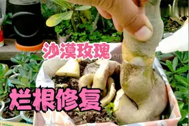 沙漠玫瑰啤酒肚黑腐烂掉，看如何是它起死回生视频封面