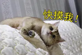 我妈出差两天回家，家里猫激动到满地打滚视频封面