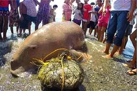 美人鱼被海水冲上岸，游客围观驻足，只有老人一眼认出它