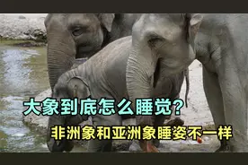 大象到底是怎么睡觉的？非洲象和亚洲象的睡姿不一样，为什么？