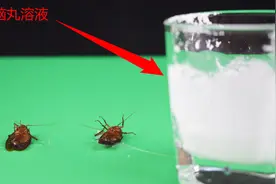 将樟脑丸磨成粉，加入水后，注射给蟑螂会有什么样的反应呢？视频封面