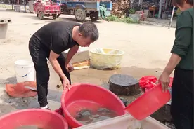 野生甲鱼多少钱一斤？和饲养甲鱼有什么区别？老板说出实话视频封面