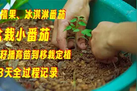盆栽小番茄种植：圣女果、冰淇淋西红柿，从育苗到移栽定植全过程视频封面