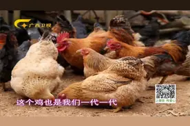 广西贺州大桂山深处，这里放养着一种皮脆肉鲜、细嫩的土瑶花鸡！视频封面