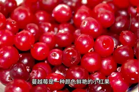 蔓越莓：消除尿路感染的“小红果”#健康科普  #健康饮食视频封面