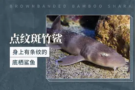 点纹斑竹鲨——身上有条纹的底栖鲨鱼视频封面
