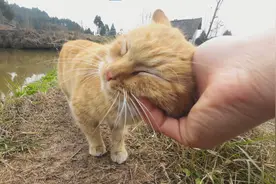春天来了，万物复苏！小猫咪嗷嗷直叫视频封面