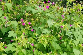 紫茉莉开花漂亮，花香味可以驱蚊，花籽可以美白