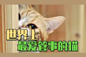 世界上最爱管事的猫咪，主人一玩电脑就挨打，让人哭笑不得！视频封面