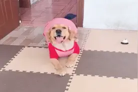狗狗花式走路搞笑系列，音乐响起都控制不住自己，看了超解压视频封面