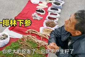 东北野山参能卖几十万，林下参长20多年才几百，为啥差价这么大？视频封面