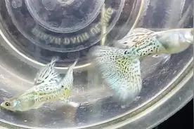 观赏鱼炸鳞，其实能恢复，告诉你个小办法，孔雀鱼挺好治的