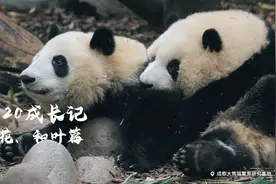 【20级熊孩子成长记】姐姐从小美到大，弟弟则是个欢乐喜剧熊？视频封面