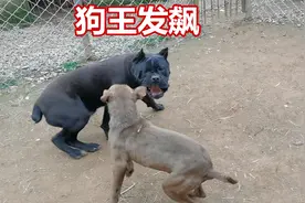 狗王比特犬发怒，战斗力强悍，顺便给它取了个霸气的名字视频封面