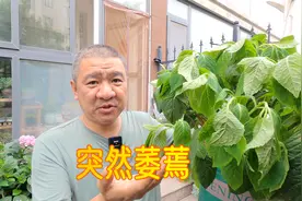 绣球修剪后本来挺正常，“突然”有一天萎蔫弯头了，怎么回事？视频封面