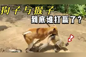 当一群猴子闯进家中，看看狗子们是如何忠心护主的视频封面