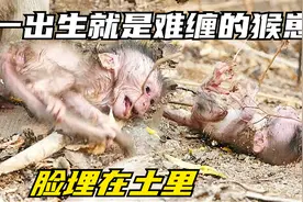 母猴让婴儿躺下片刻，婴儿像癫痫一样尖叫着挣扎着，难缠的猴崽视频封面