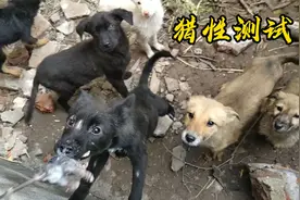 怎么知道田园犬猎性？铲屎官用这个简单的方法，立即知道结果