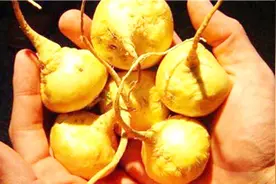 玛卡的功效和作用有哪些？医生详述这5点！视频封面
