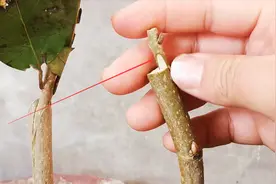 嫁接时接穗为什么会干枯？如果出现这种情况，一定是这几点没做好