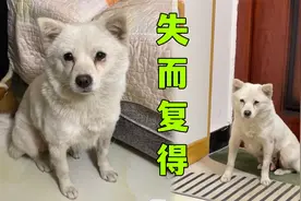 网上冲浪，刷到了自己丢失3年的狗！视频封面