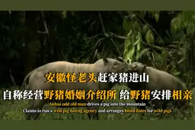 安徽怪老头赶家猪进山，自称经营野猪婚姻介绍所，给野猪安排相亲视频封面