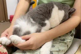 猫咪看到药就疯狂逃避，使劲往主人胳膊下钻，埋着头咋都不出来!