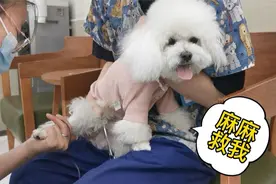 看着狗狗在医院被折腾的嗷嗷叫，主人心都凉了，真是太可怜了视频封面