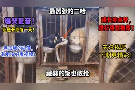 爆笑配音！二哈太嚣张，连藏獒的饭也敢抢！肚子都笑疼了！视频封面