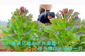 四川人用莴笋秘制贡菜，把地里莴笋砍完了，最后只能够吃一顿的视频封面