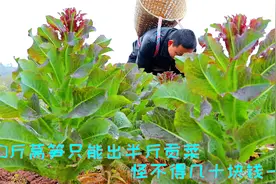 四川人用莴笋秘制贡菜，把地里莴笋砍完了，最后只能够吃一顿的视频封面