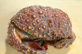 非常有毒的螃蟹吗？可以吃吗？居然是日本爱知县的特产！